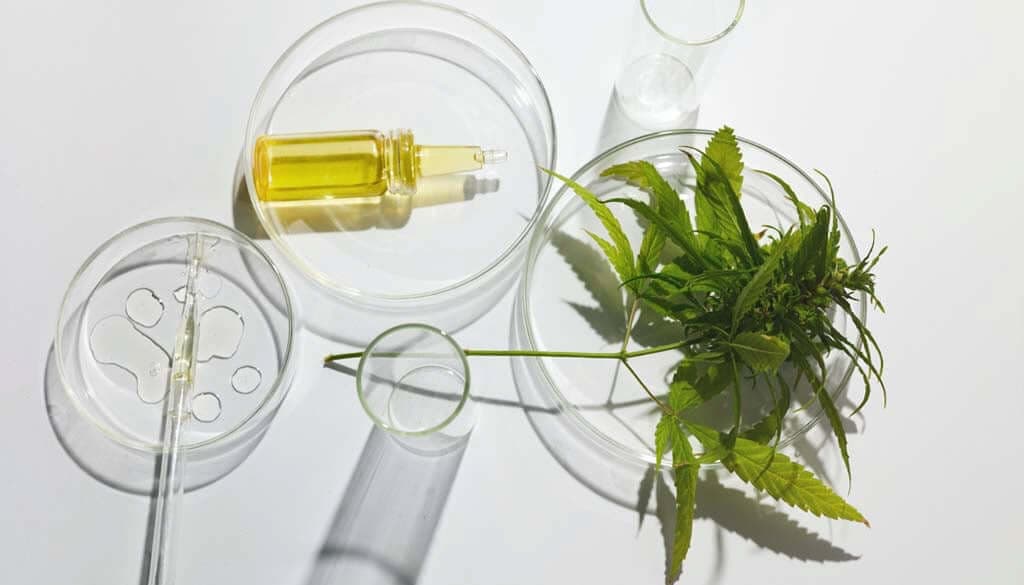 CBD e l’effetto entourage