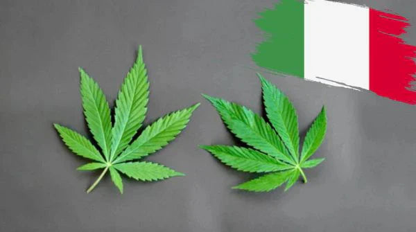 La CBD è una droga?