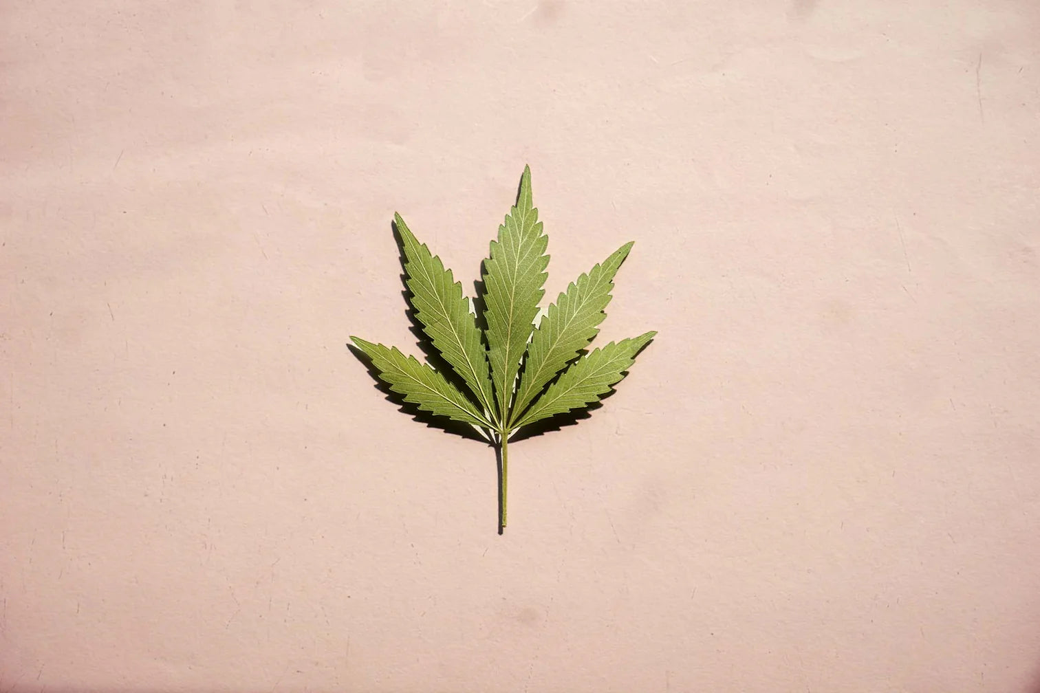 420: Il significato del Giorno Mondiale della Cannabis