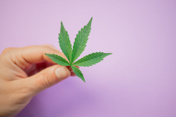 CBD contro la sudorazione